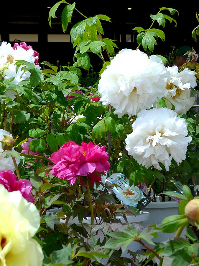 緑花木 牡丹の花が満開 藤やオオデマリの苗も 17年5月6日 道の駅 みのりの郷東金 千葉県東金市