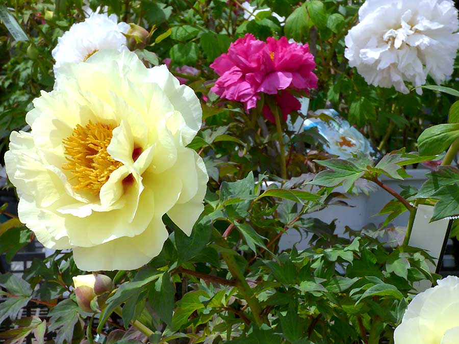 緑花木 牡丹の花が満開 藤やオオデマリの苗も 17年5月6日 道の駅 みのりの郷東金 千葉県東金市