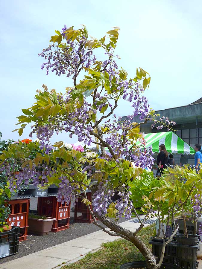 緑花木 牡丹の花が満開 藤やオオデマリの苗も 17年5月6日 道の駅 みのりの郷東金 千葉県東金市