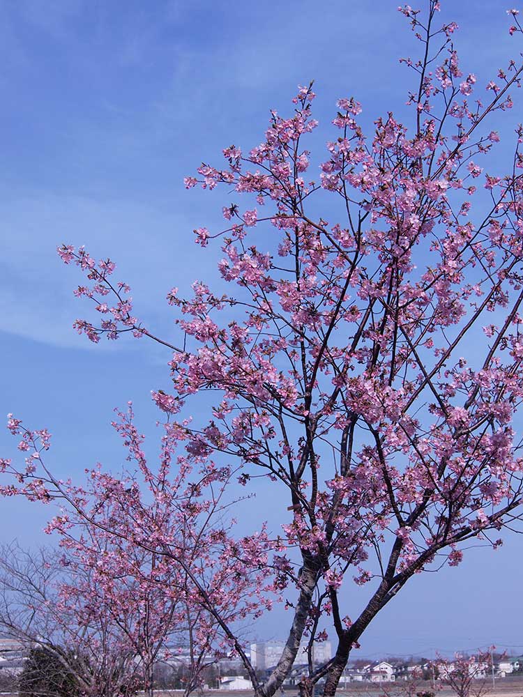 河津桜が満開を迎えました！（2019.2.25） | 道の駅 みのりの郷東金