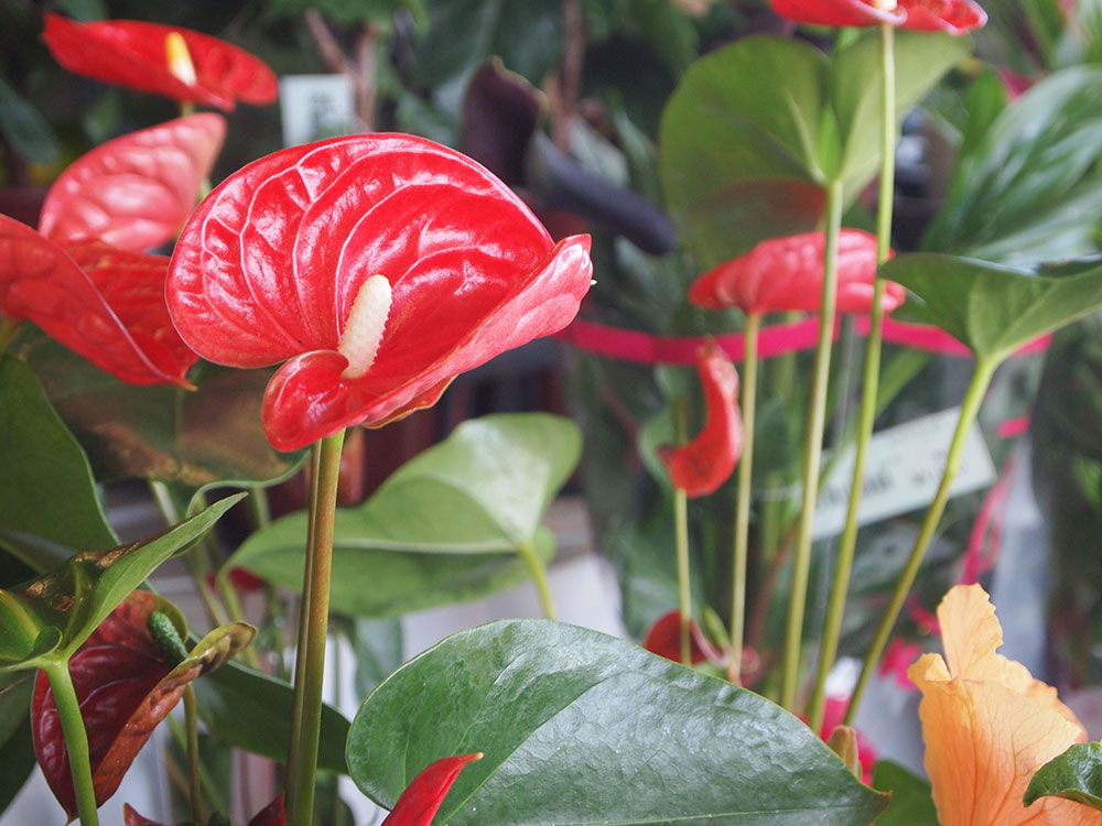 緑花木 期間限定特設観葉植物コーナーが少しずつ変化しています 気軽な観葉もおすすめですよ 21 5 30 道の駅 みのりの郷東金 千葉県東金市