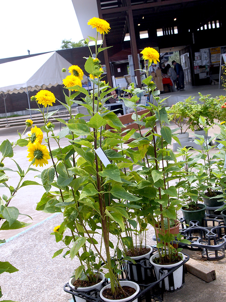 緑花木 観葉植物で涼しげに演出 夏の観葉植物などをご紹介 道の駅 みのりの郷東金 千葉県東金市