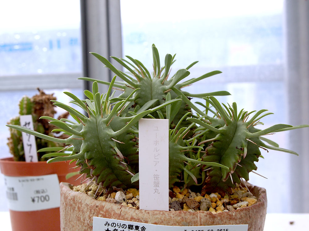 緑花木 夏の多肉植物とかサボテンなど 涼を求めて 道の駅 みのりの郷東金 千葉県東金市