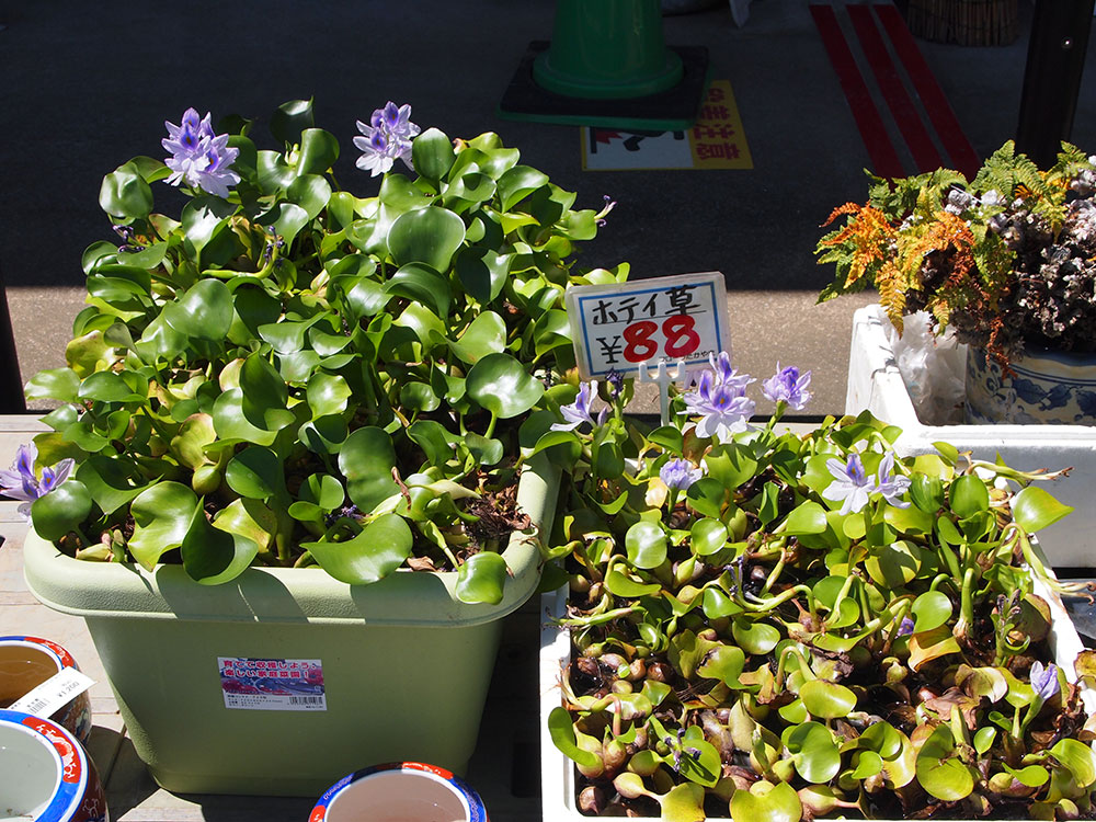 緑花木 残暑厳しい中 秋の気配の 酔芙蓉 スイフヨウ ホテイ草の開花など 道の駅 みのりの郷東金 千葉県東金市