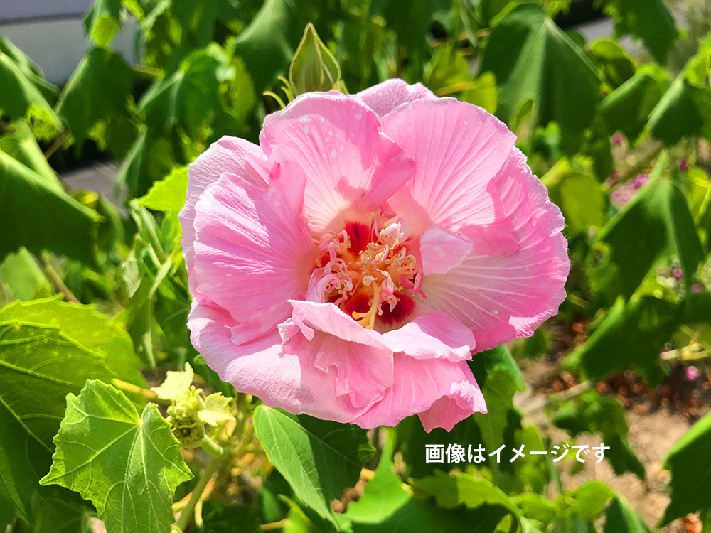 緑花木 残暑厳しい中 秋の気配の 酔芙蓉 スイフヨウ ホテイ草の開花など 道の駅 みのりの郷東金 千葉県東金市