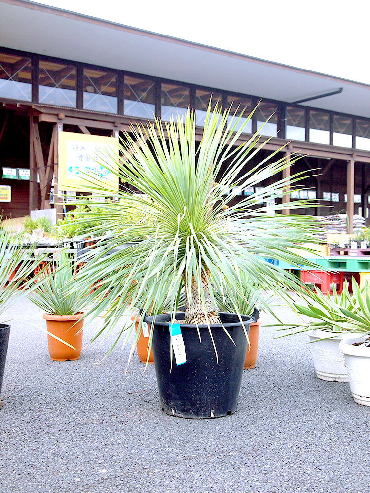 緑花木 人気の観葉植物 ユッカロストラータ ユッカグロリオサ 並びました 21 9 12 道の駅 みのりの郷東金 千葉県東金市