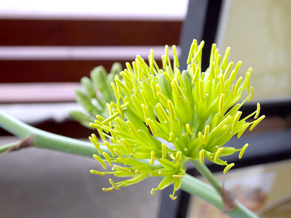 緑花木 アガベの神の花が咲き始めました おすすめ秋の盆栽その２ 21 9 26 道の駅 みのりの郷東金 千葉県東金市