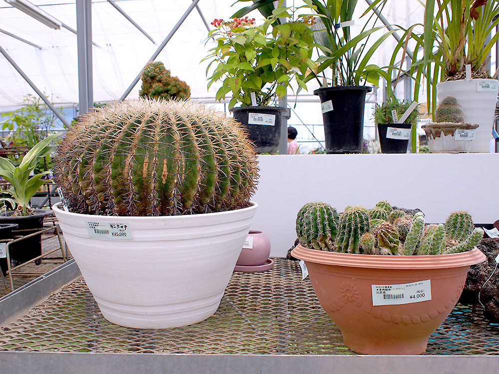 緑花木 梅雨時期でも 室内で楽しめるプニプニ 多肉植物いろいろあります 22 6 道の駅 みのりの郷東金 千葉県東金市