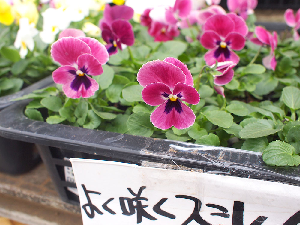 緑花木 今が植えどき のパンジー スミレの苗 まだまだあります 22 11 22 道の駅 みのりの郷東金 千葉県東金市