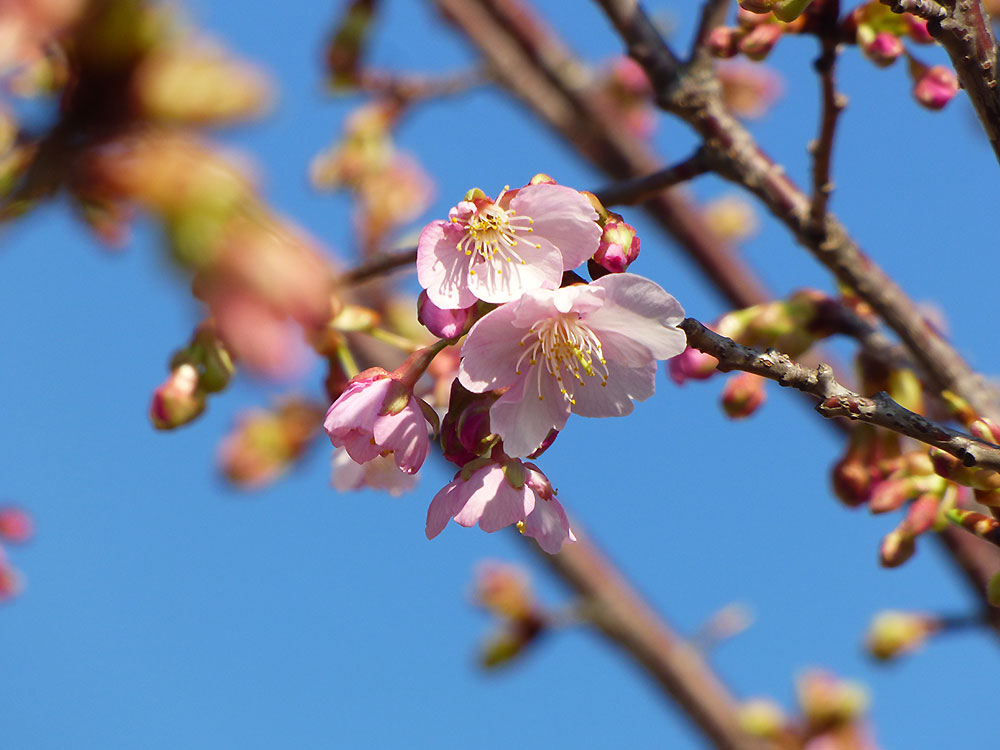 緑花木]河津桜が7分咲き！桜やマンサクの苗木も並び始めました（2023.2