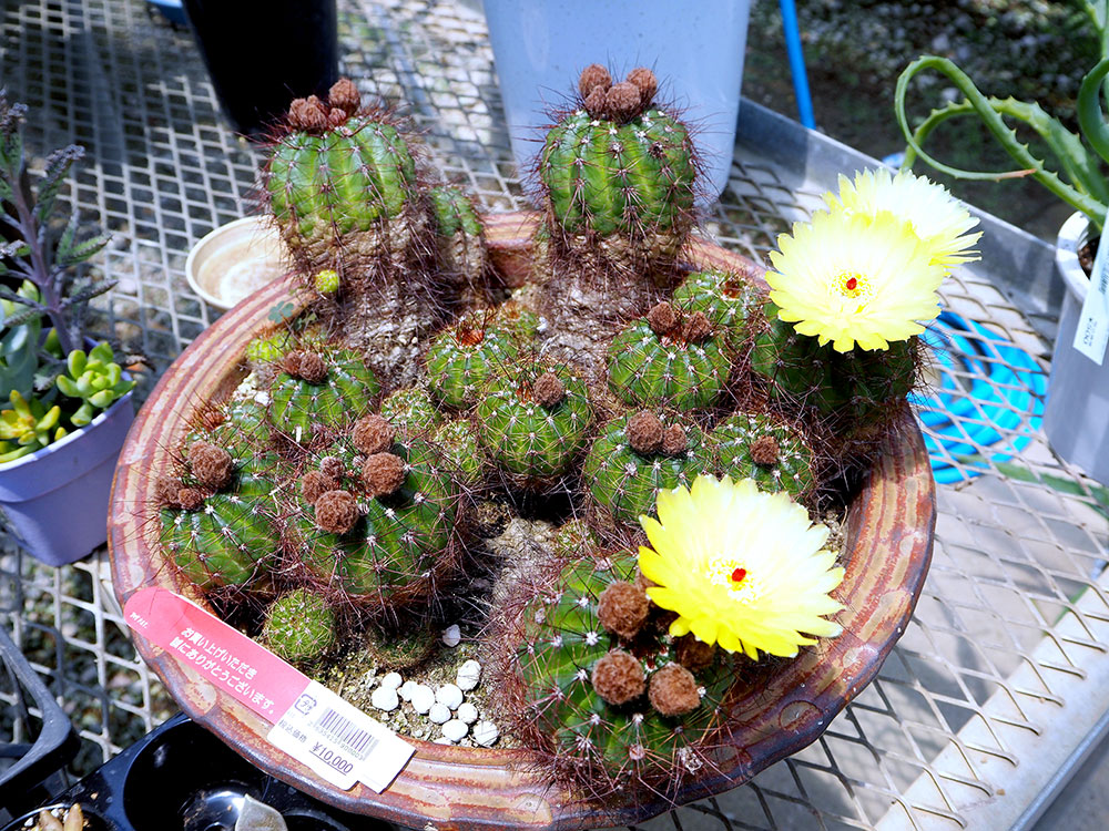 緑花木]多肉植物や観葉植物がおススメ！珍しい品種のオリーブ苗木もお得です（2024.6.2） | 道の駅 みのりの郷東金 千葉県東金市