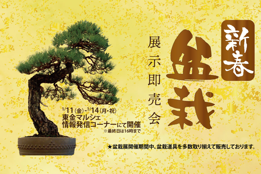 新春盆栽展示販売会 盆栽の技術をご堪能ください 19年1 11 1 14 道の駅 みのりの郷東金 千葉県東金市