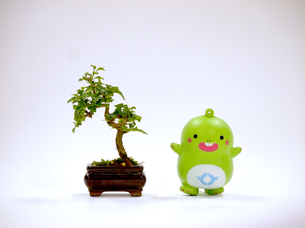緑花木]手乗り盆栽が登場しました。手のひらにちょこっと乗る