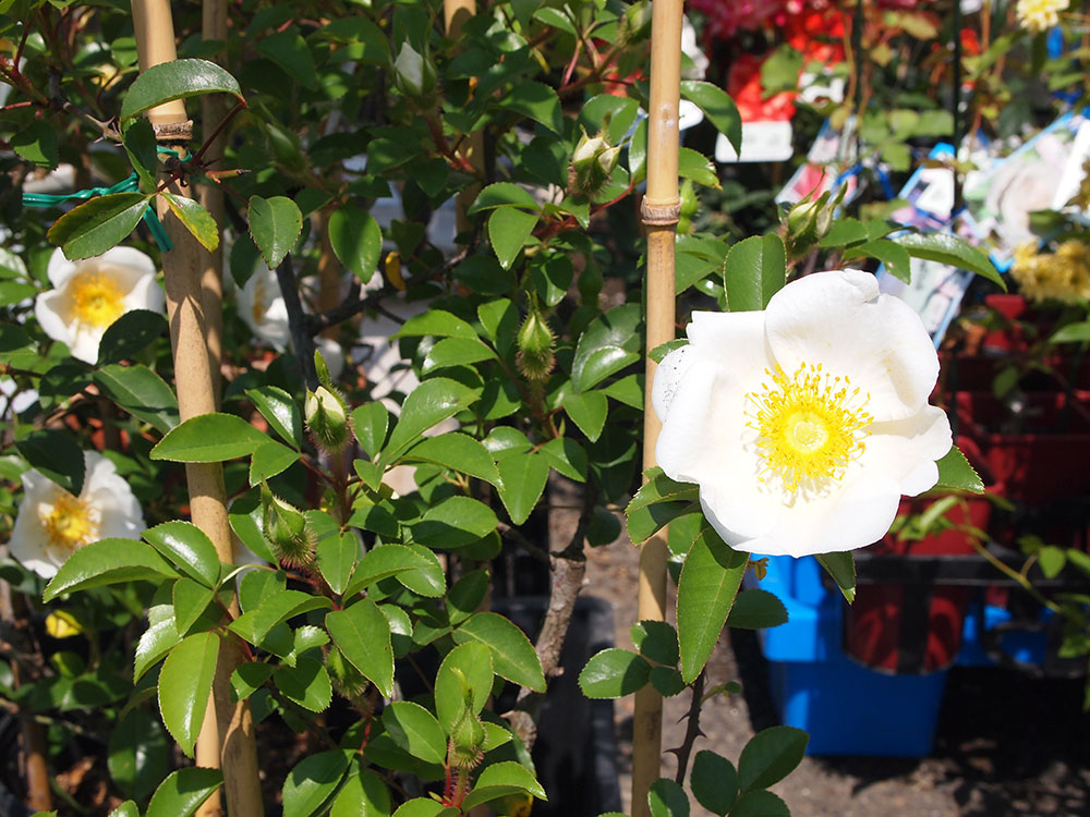 緑花木 プチバラコーナーを作ってみました 珍しいアジサイの鉢植えやブルーベリーの苗木もおすすめです 21 4 21 道の駅 みのりの郷東金 千葉県東金市