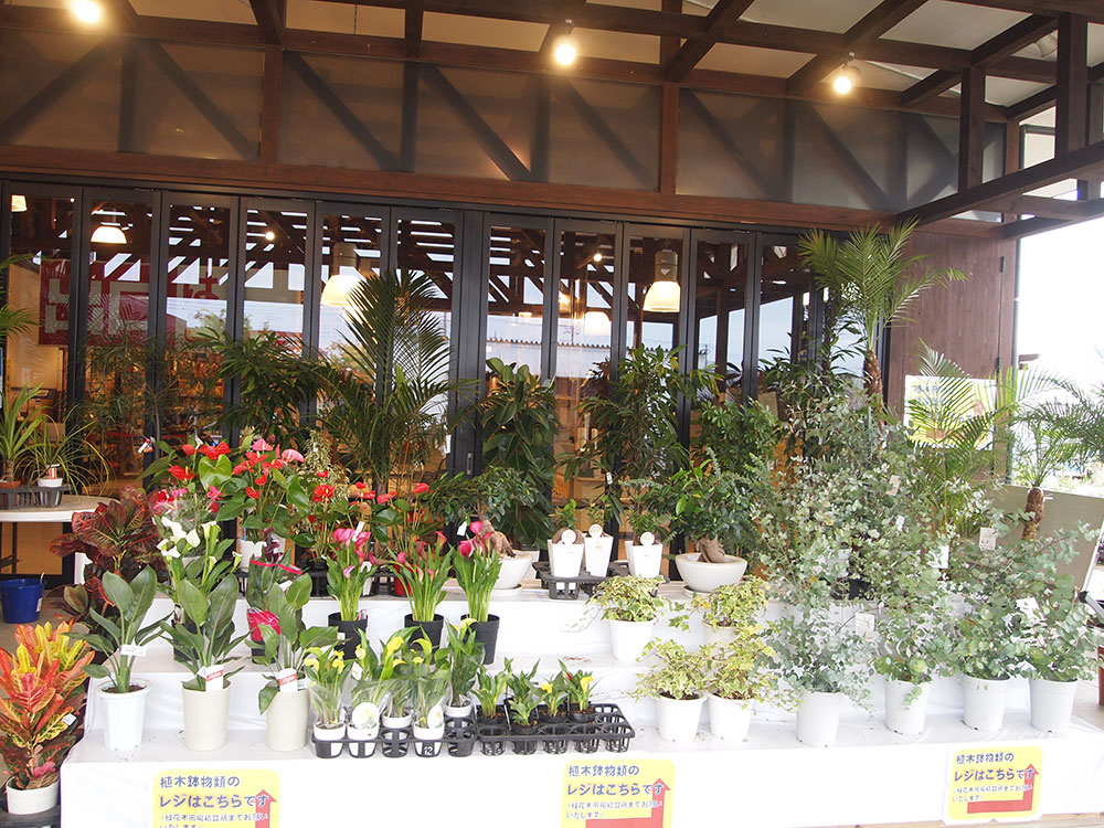 緑花木 観葉植物セレクションを開催中です 21年5月日まで 道の駅 みのりの郷東金 千葉県東金市
