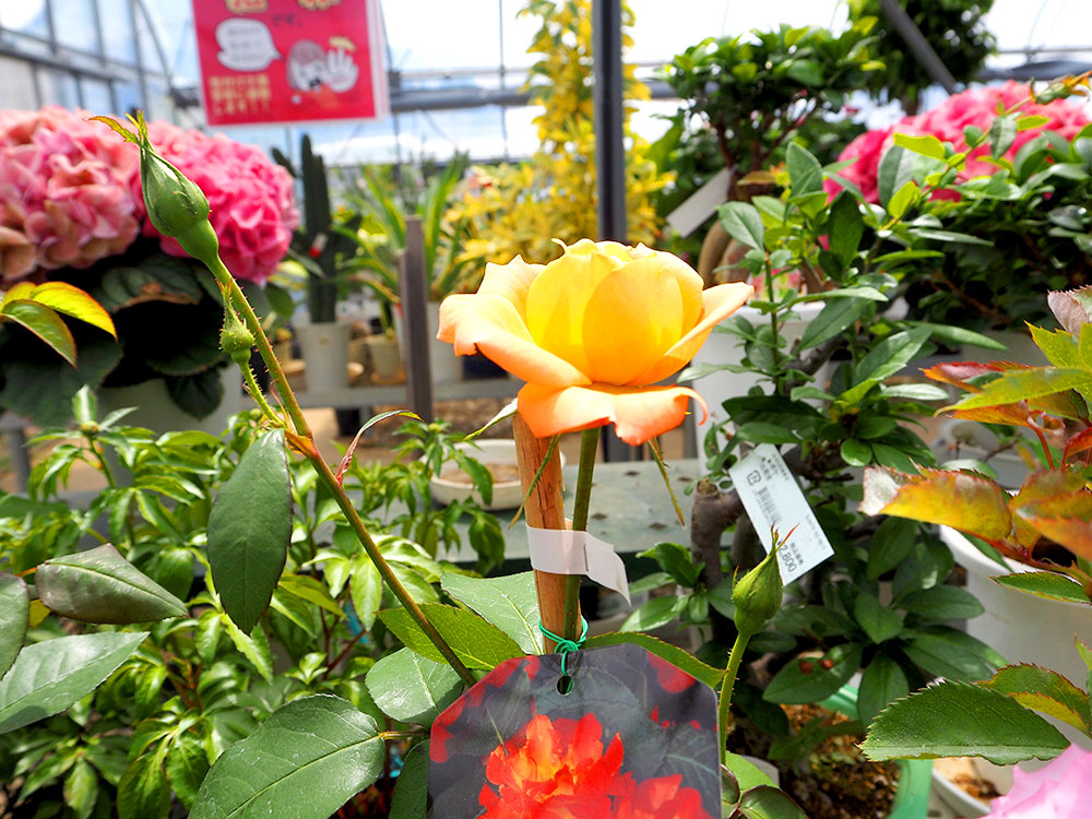 With Garden Tsukuba | 切花入荷しました🌷 ・チューリップ