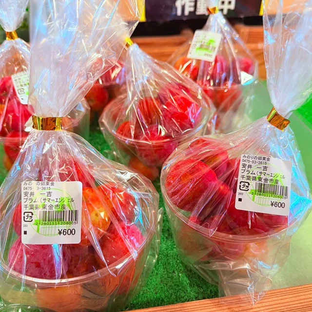 専用　千葉県産 さつまいも 苗 安納芋 紅東 200本　セット 千葉県産 さつまいも 苗 安納芋 200本
