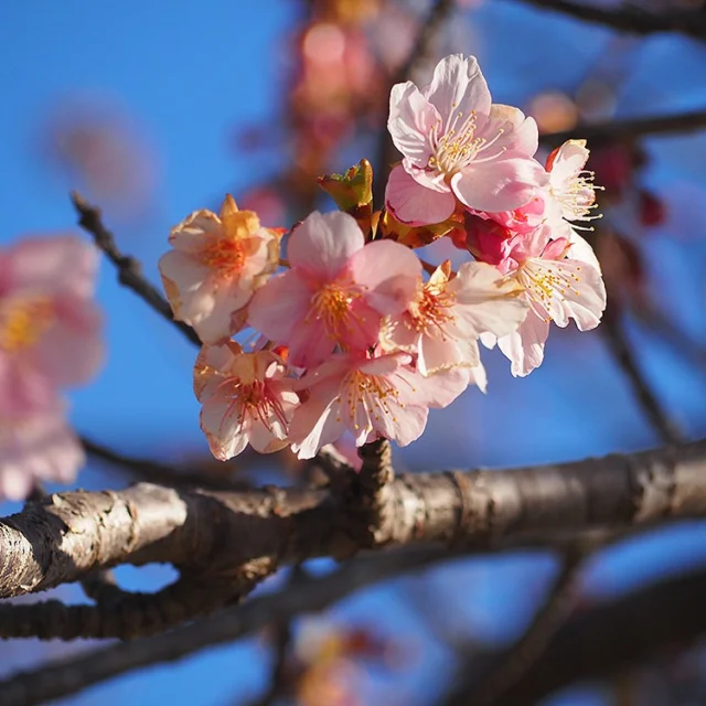 入荷情報]5月16日 極早生品種の枝豆「神風香」と早生品種「初だるま