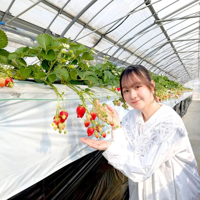 2026.3.20～「2026さくらフェア」さくら系の商品をズラリと揃えます